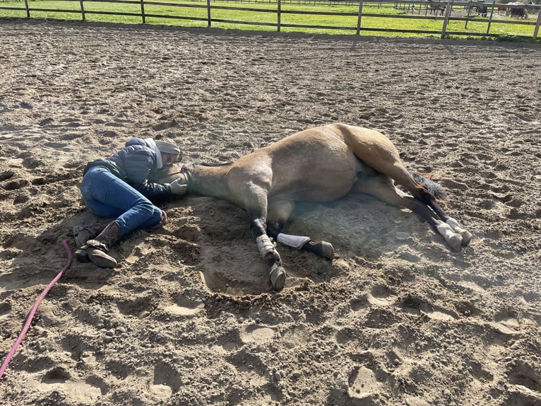 American Quarter Horse Castrone 5 Anni 153 cm Pelle di daino in Oetzen