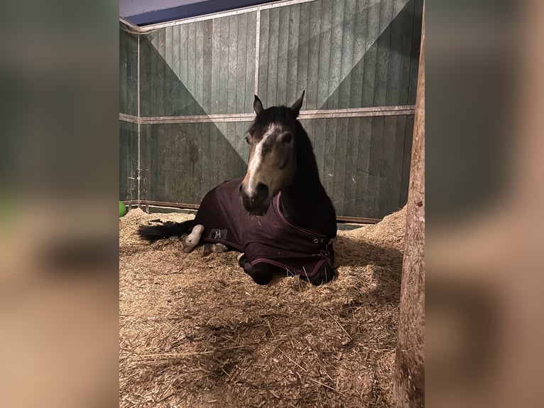 American Quarter Horse Castrone 5 Anni 153 cm Pelle di daino in Bad Abbach