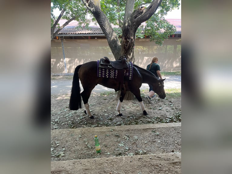 American Quarter Horse Castrone 5 Anni 153 cm Pelle di daino in Bad Abbach