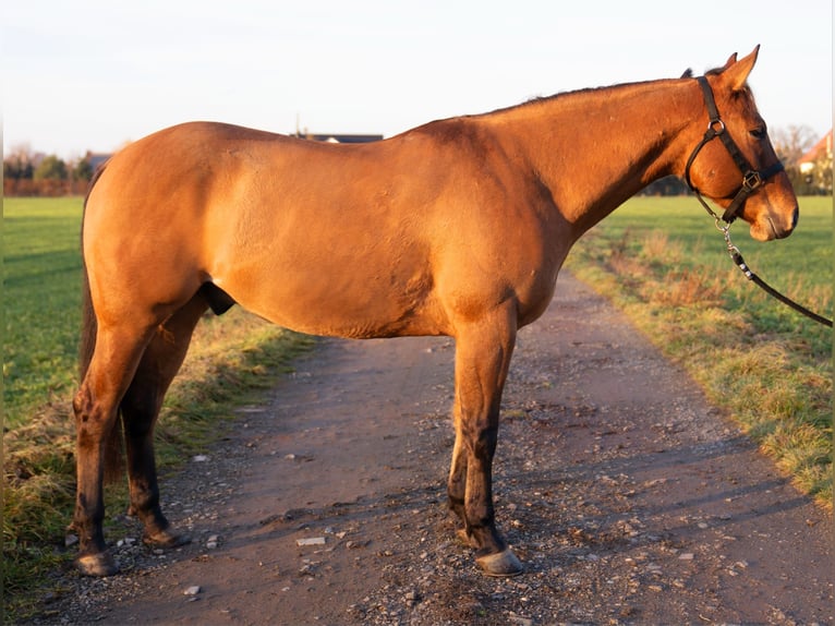 American Quarter Horse Castrone 5 Anni 154 cm Pelle di daino in Bad Dürrenberg