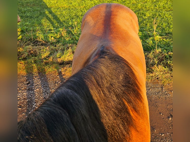 American Quarter Horse Castrone 5 Anni 154 cm Pelle di daino in Bad Dürrenberg