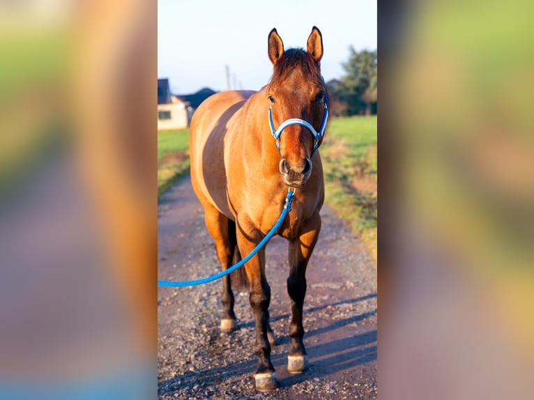 American Quarter Horse Castrone 5 Anni 154 cm Pelle di daino in Bad Dürrenberg