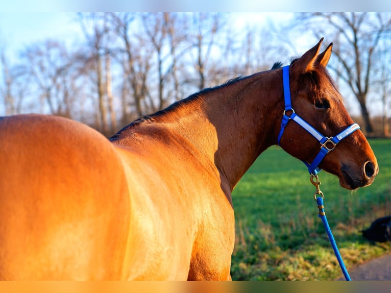 American Quarter Horse Castrone 5 Anni 154 cm Pelle di daino in Bad Dürrenberg