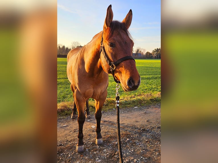 American Quarter Horse Castrone 5 Anni 154 cm Pelle di daino in Bad Dürrenberg