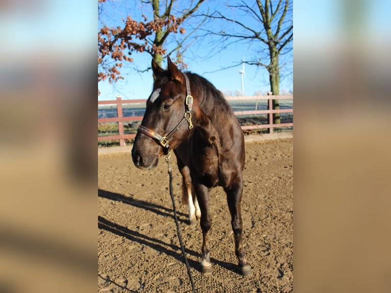 American Quarter Horse Castrone 5 Anni 154 cm Sauro scuro in Kröpelin