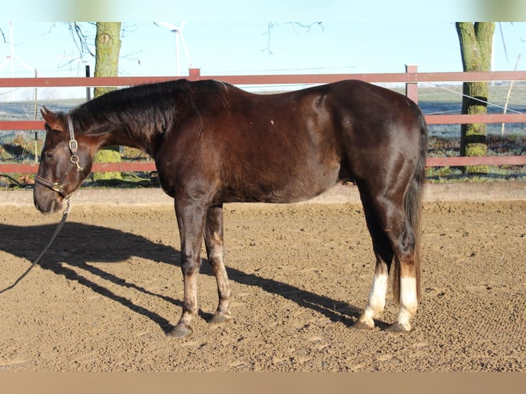 American Quarter Horse Castrone 5 Anni 154 cm Sauro scuro in Kröpelin