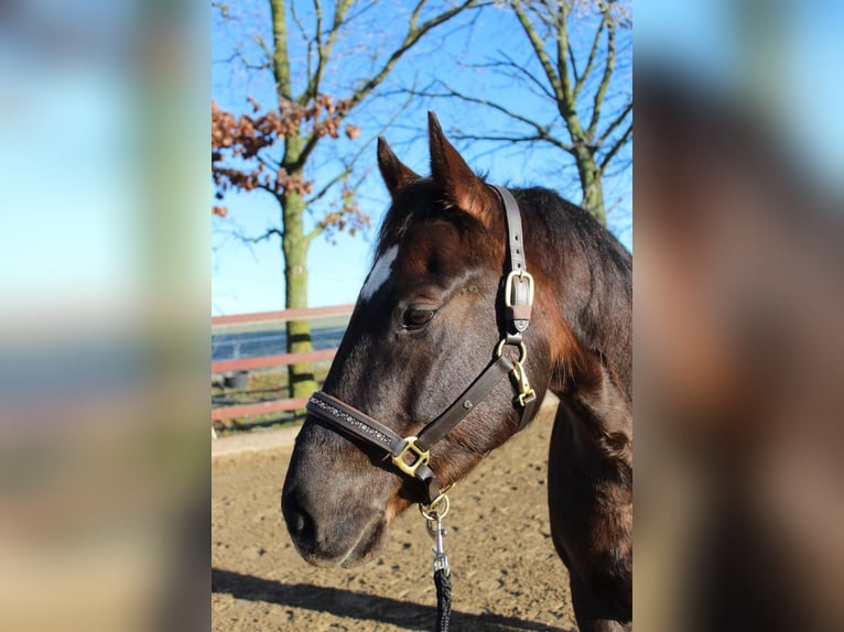 American Quarter Horse Castrone 5 Anni 154 cm Sauro scuro in Kröpelin