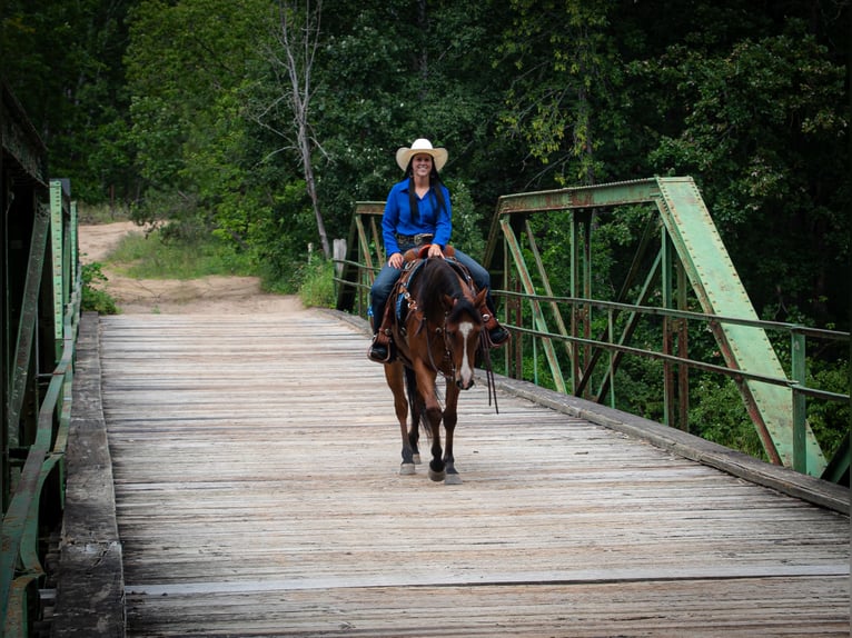 American Quarter Horse Castrone 5 Anni 155 cm Baio ciliegia in Nevis, MN