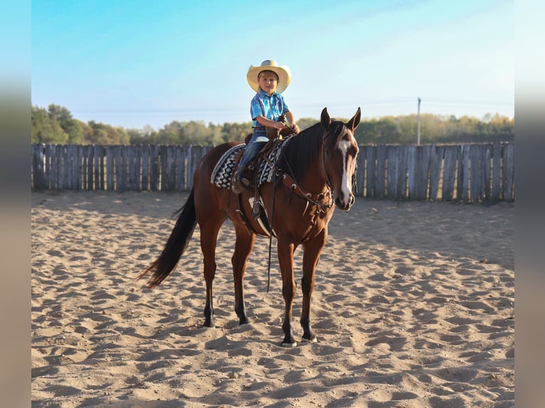 American Quarter Horse Castrone 5 Anni 155 cm Baio ciliegia in Nevis, MN