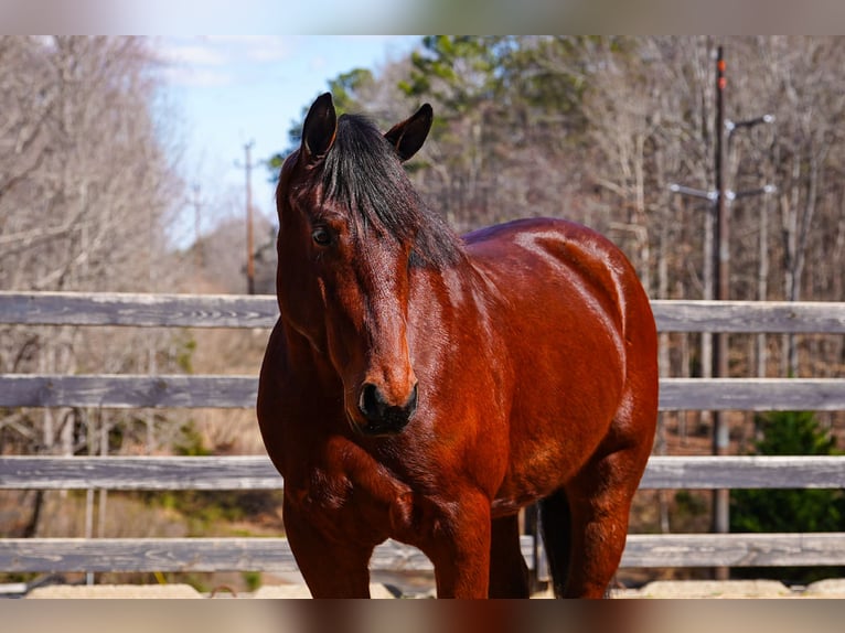 American Quarter Horse Mix Castrone 5 Anni 155 cm Baio ciliegia in Clover