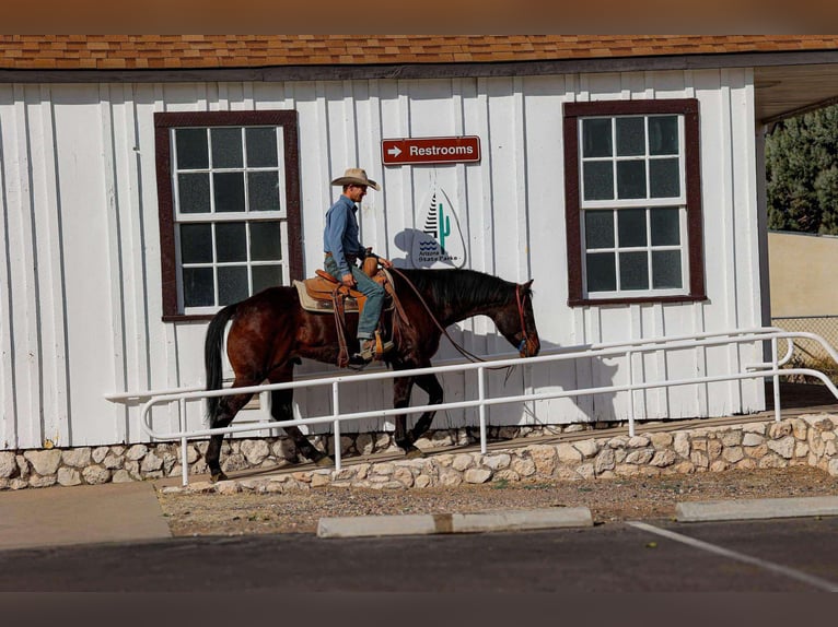 American Quarter Horse Castrone 5 Anni 155 cm Baio ciliegia in Camp Verde, AZ