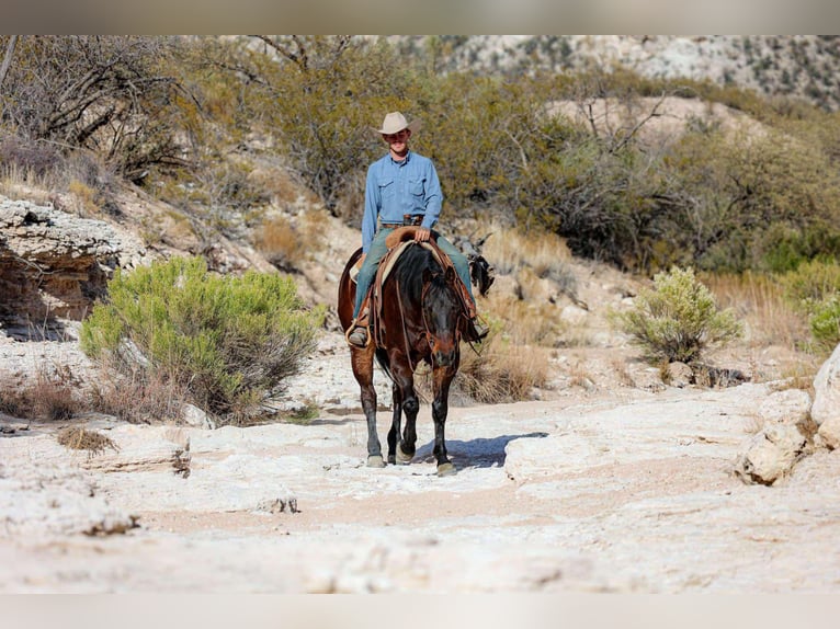 American Quarter Horse Castrone 5 Anni 155 cm Baio ciliegia in Camp Verde, AZ