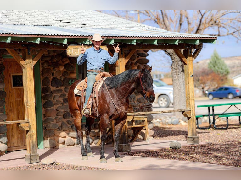 American Quarter Horse Castrone 5 Anni 155 cm Baio ciliegia in Camp Verde, AZ