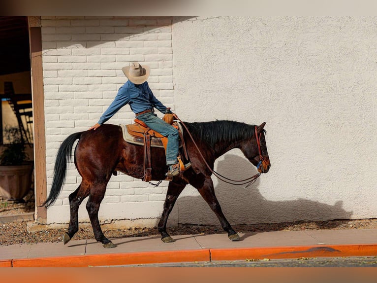 American Quarter Horse Castrone 5 Anni 155 cm Baio ciliegia in Camp Verde, AZ