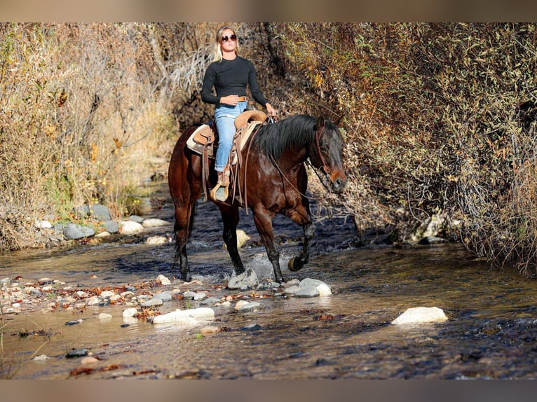 American Quarter Horse Castrone 5 Anni 155 cm Baio ciliegia in Camp Verde, AZ