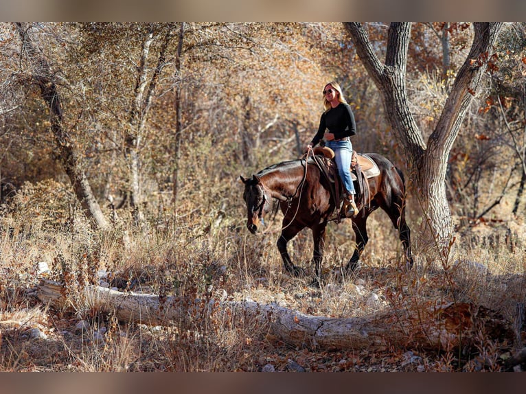 American Quarter Horse Castrone 5 Anni 155 cm Baio ciliegia in Camp Verde, AZ