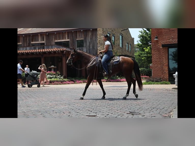 American Quarter Horse Castrone 5 Anni 155 cm Baio ciliegia in Granbury TX