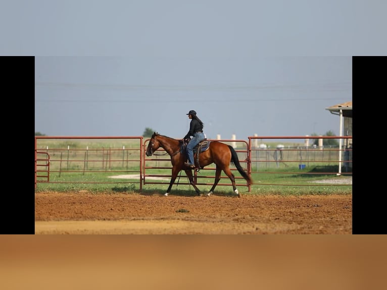 American Quarter Horse Castrone 5 Anni 155 cm Baio ciliegia in Granbury TX