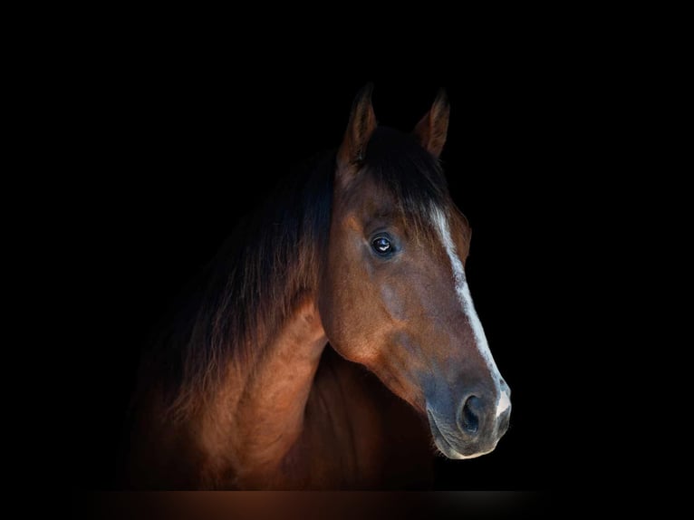 American Quarter Horse Castrone 5 Anni 155 cm Baio ciliegia in Granbury TX