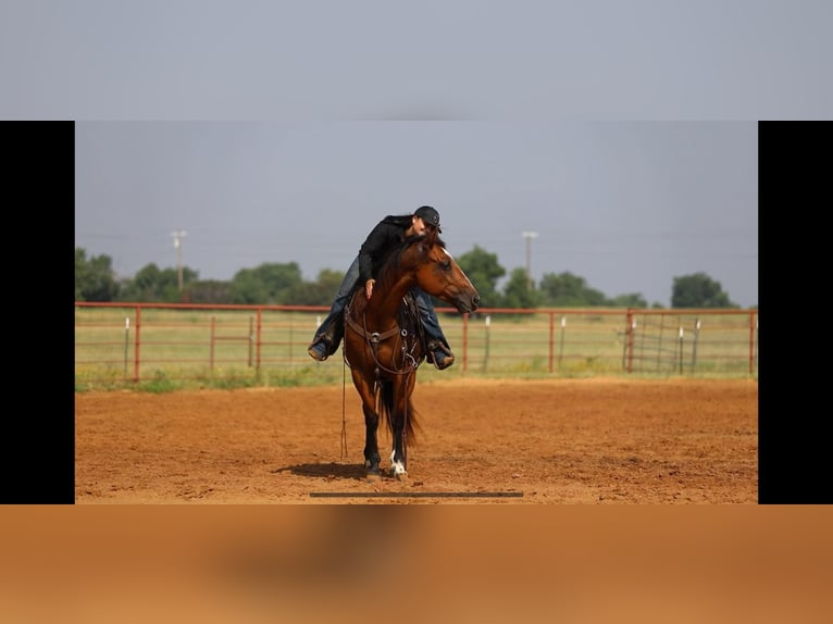 American Quarter Horse Castrone 5 Anni 155 cm Baio ciliegia in Granbury TX