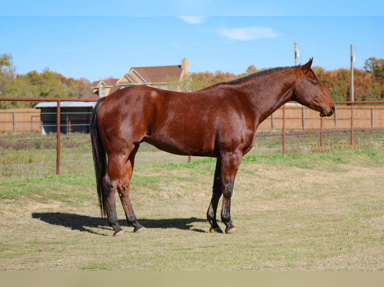 American Quarter Horse Castrone 5 Anni 155 cm Baio ciliegia in Stephenville TX