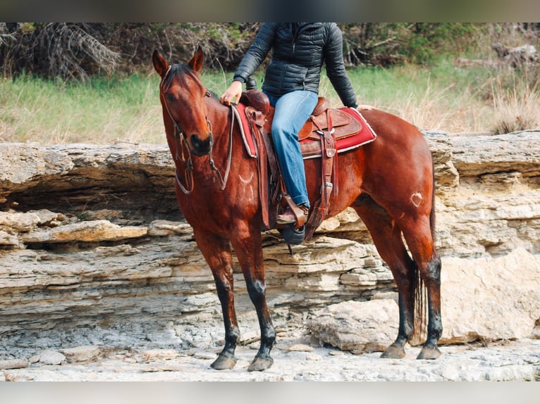 American Quarter Horse Castrone 5 Anni 155 cm Baio ciliegia in Stephenville TX