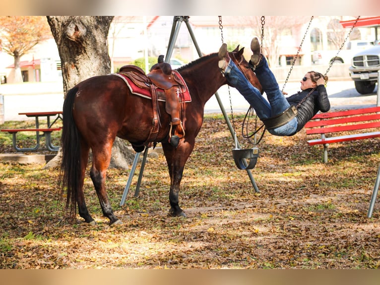 American Quarter Horse Castrone 5 Anni 155 cm Baio ciliegia in Stephenville TX