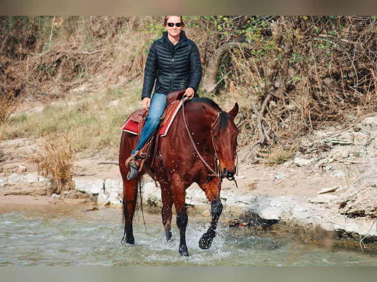 American Quarter Horse Castrone 5 Anni 155 cm Baio ciliegia in Stephenville TX