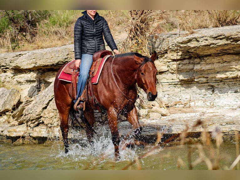 American Quarter Horse Castrone 5 Anni 155 cm Baio ciliegia in Stephenville TX