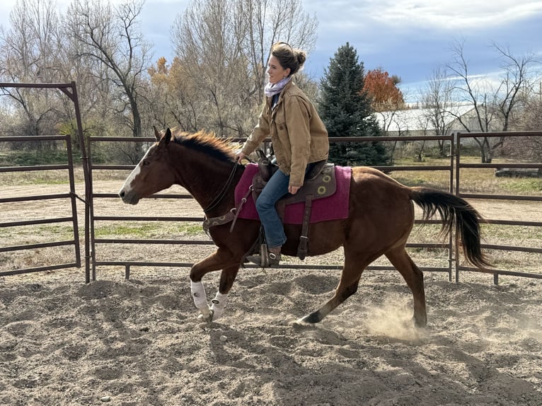American Quarter Horse Castrone 5 Anni 155 cm Baio ciliegia in Fort Collins