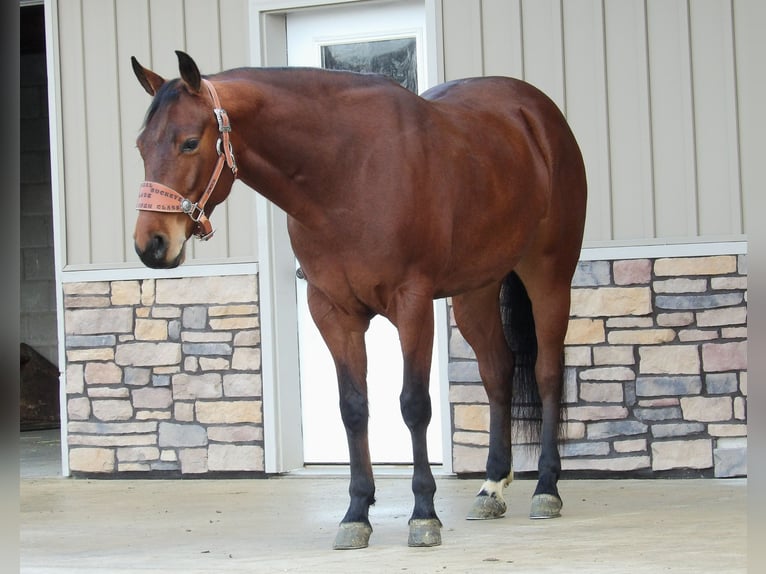 American Quarter Horse Castrone 5 Anni 155 cm Baio ciliegia in Baltic