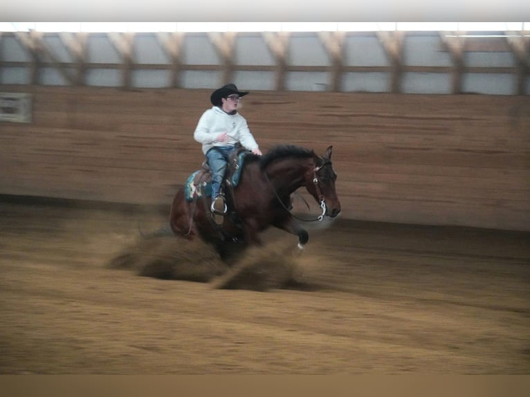 American Quarter Horse Castrone 5 Anni 155 cm Baio ciliegia in Baltic