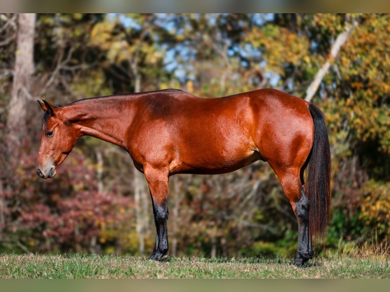 American Quarter Horse Castrone 5 Anni 155 cm Baio ciliegia in Santa Fe