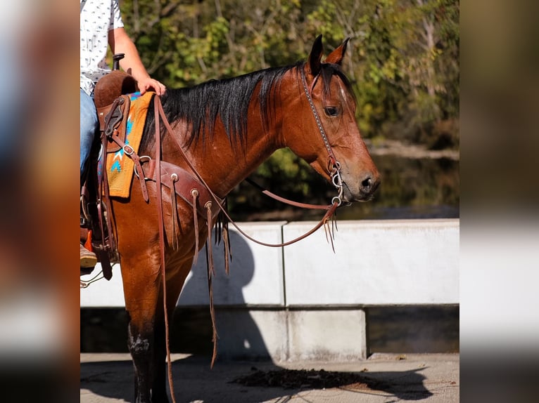 American Quarter Horse Castrone 5 Anni 155 cm Baio ciliegia in Santa Fe