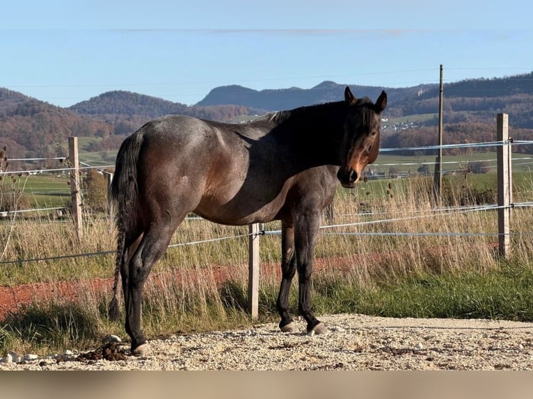 American Quarter Horse Castrone 5 Anni 155 cm Baio roano in Laufen