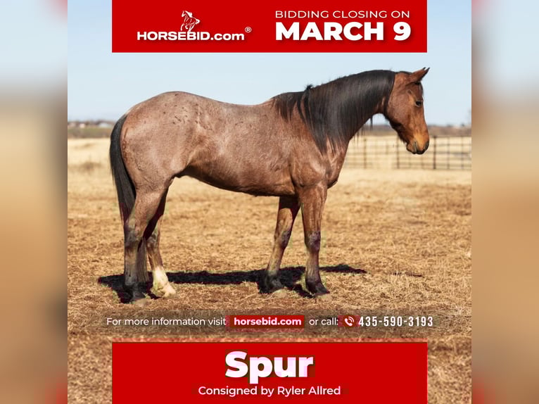 American Quarter Horse Castrone 5 Anni 155 cm Baio roano in Edmond