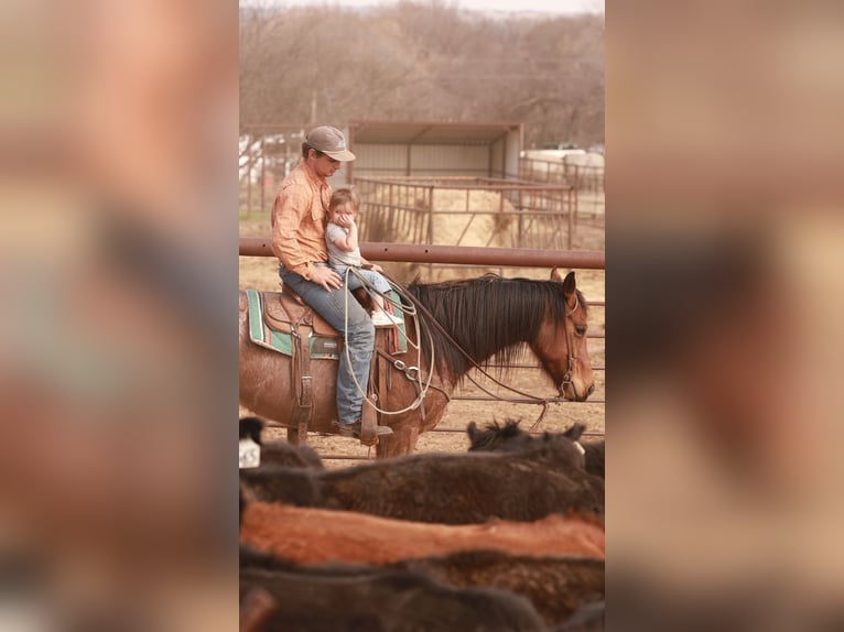 American Quarter Horse Castrone 5 Anni 155 cm Baio roano in Edmond