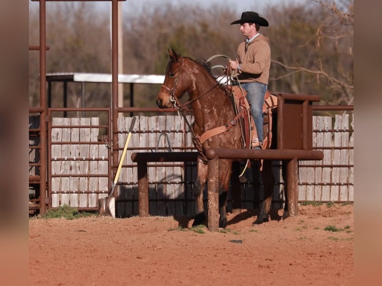 American Quarter Horse Castrone 5 Anni 155 cm Baio roano in Edmond