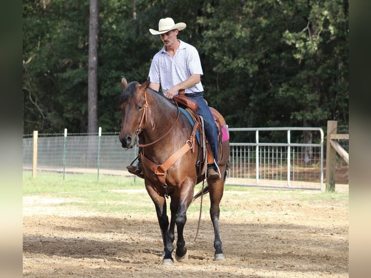 American Quarter Horse Castrone 5 Anni 155 cm Baio roano in Purvis, MS