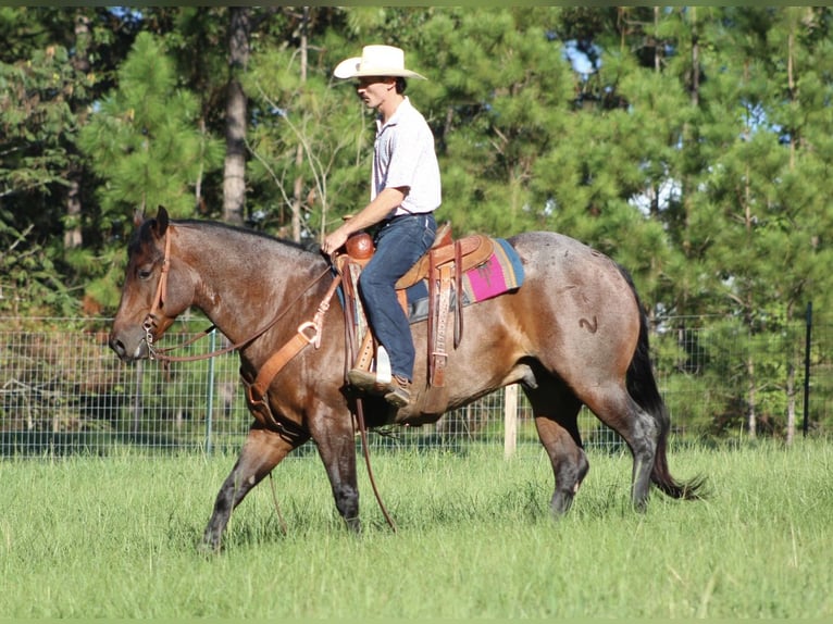 American Quarter Horse Castrone 5 Anni 155 cm Baio roano in Purvis, MS