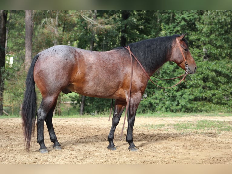 American Quarter Horse Castrone 5 Anni 155 cm Baio roano in Purvis, MS