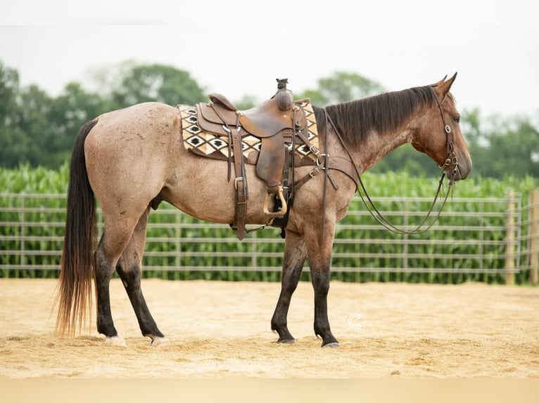 American Quarter Horse Castrone 5 Anni 155 cm Baio roano in Boyceville, WI