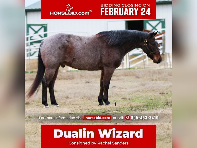 American Quarter Horse Castrone 5 Anni 155 cm Baio roano in Whitesboro, TX