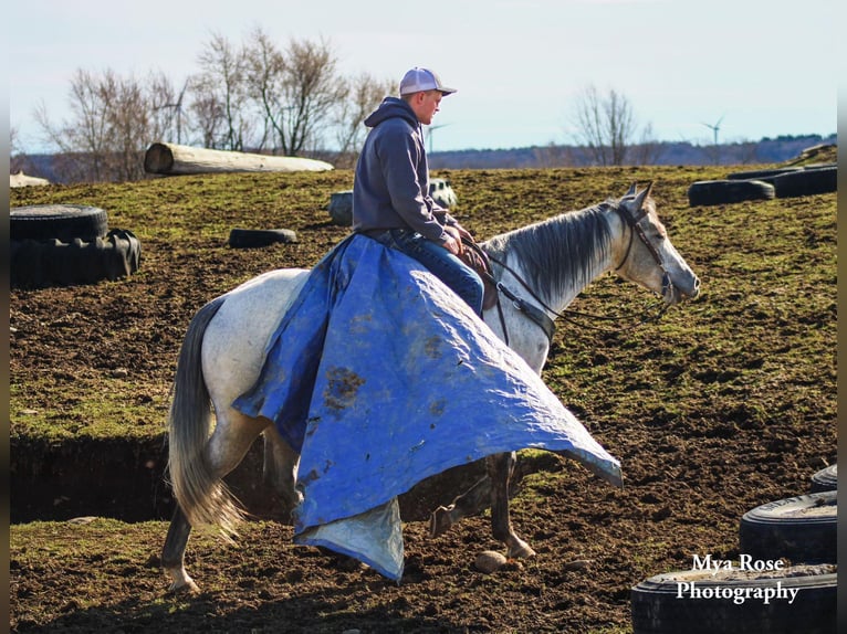 American Quarter Horse Castrone 5 Anni 155 cm Grigio pezzato in Warsaw NY