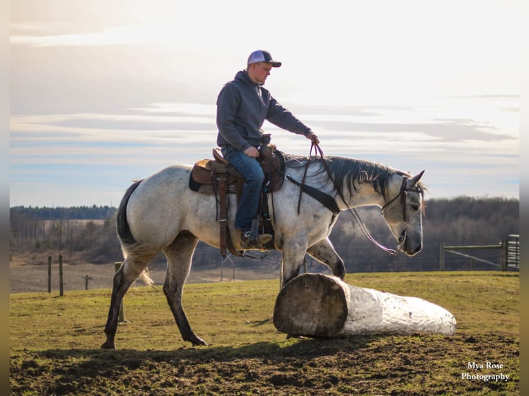 American Quarter Horse Castrone 5 Anni 155 cm Grigio pezzato in Warsaw NY