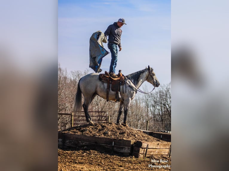 American Quarter Horse Castrone 5 Anni 155 cm Grigio pezzato in Warsaw NY