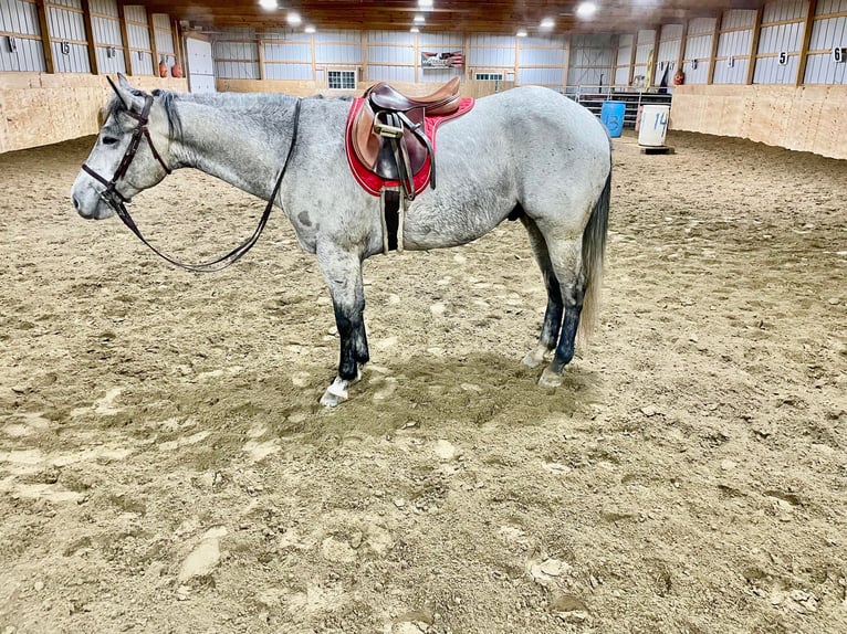 American Quarter Horse Castrone 5 Anni 155 cm Grigio pezzato in Warsaw NY