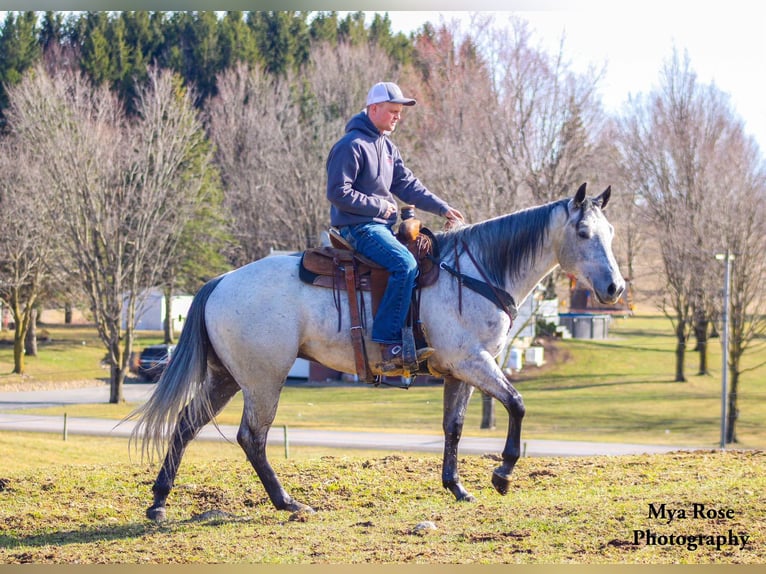 American Quarter Horse Castrone 5 Anni 155 cm Grigio pezzato in Warsaw NY