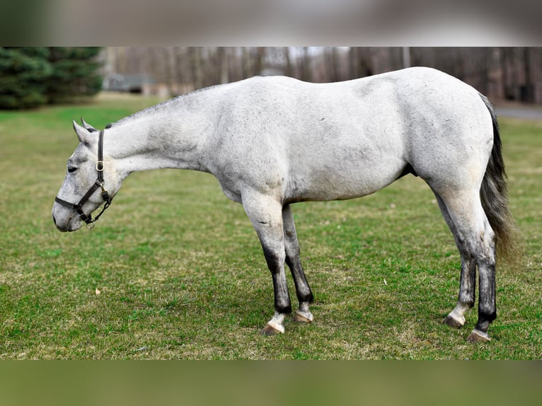 American Quarter Horse Castrone 5 Anni 155 cm Grigio pezzato in Warsaw NY