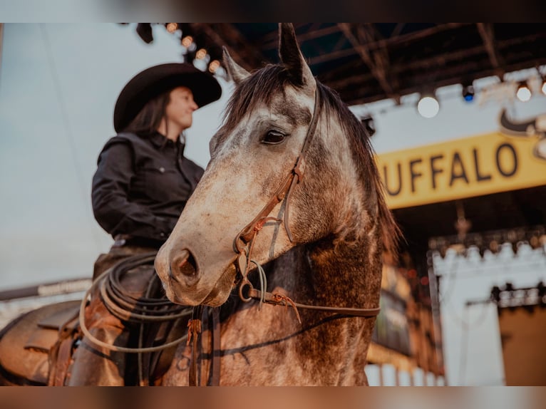 American Quarter Horse Castrone 5 Anni 155 cm Grigio in Whitewood